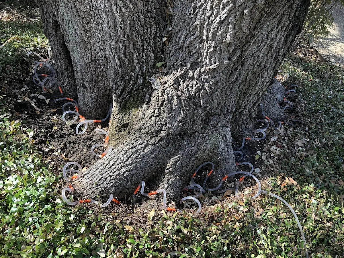 Detailed Tree Cabling and Bracing job site in Columbus